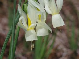 Narcissus_triandrus_est_du_puerto_San_Glorio_Picos_de_Europa-min